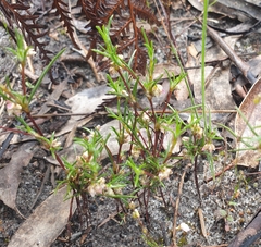 Laxmannia orientalis