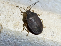 Stictochilus