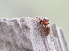 Opisthoncus sexmaculatus