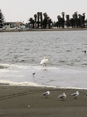 Pelecanus onocrotalus