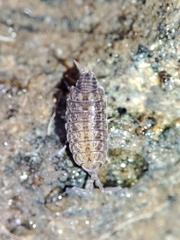 Porcellionides cingendus