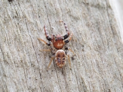 Opisthoncus sexmaculatus