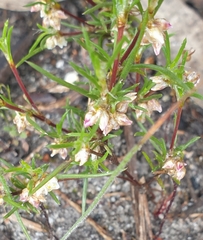 Laxmannia orientalis