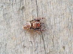 Opisthoncus sexmaculatus