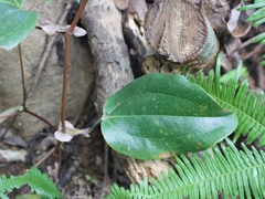 Smilax ocreata