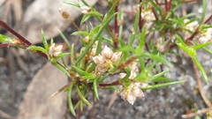 Laxmannia orientalis