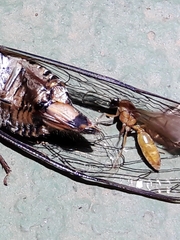 Apoica