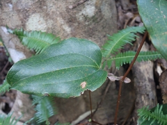 Smilax ocreata
