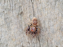 Opisthoncus sexmaculatus