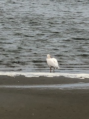 Pelecanus onocrotalus