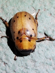 Cyclocephala lunulata