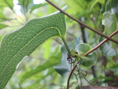 Smilax ocreata