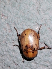 Cyclocephala lunulata