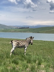 Equus quagga