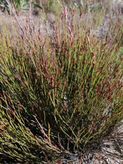 Elegia microcarpa