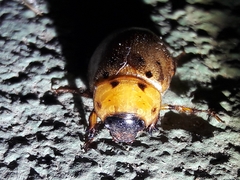 Cyclocephala lunulata