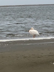 Pelecanus onocrotalus