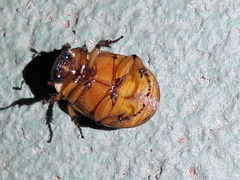 Cyclocephala lunulata