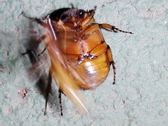 Cyclocephala lunulata