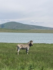 Equus quagga