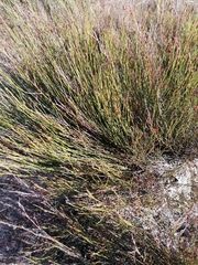 Elegia microcarpa