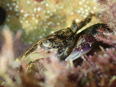 Leptograpsus variegatus