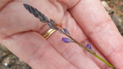 Comesperma calymega