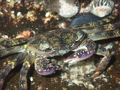 Leptograpsus variegatus