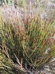 Elegia microcarpa