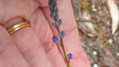 Comesperma calymega