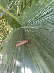 Mecopodinae