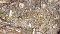Comesperma calymega