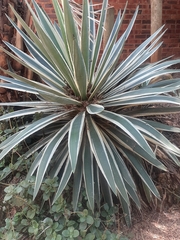 Agave americana