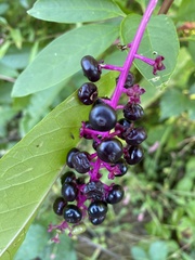 Phytolacca americana