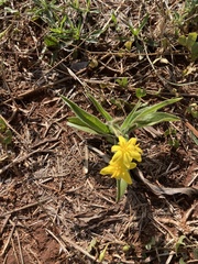 Hypoxis rigidula