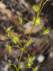 Drosera auriculata