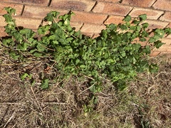 Abutilon sonneratianum