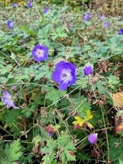 Geranium pratense