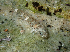 Bathygobius cocosensis