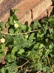Abutilon sonneratianum