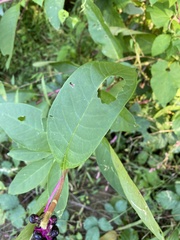 Phytolacca americana