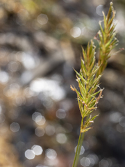 Anthoxanthum odoratum