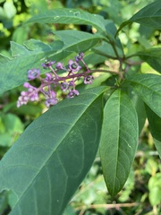 Phytolacca americana