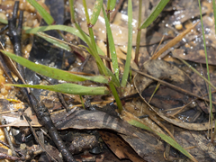 Anthoxanthum odoratum