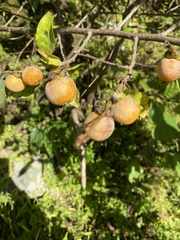 Diospyros lotus