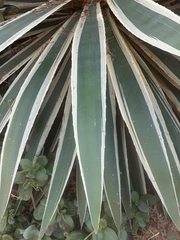 Agave americana