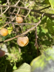 Diospyros lotus