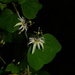 Passiflora pavonis - Photo (c) Joey Santore, some rights reserved (CC BY-NC), uploaded by Joey Santore