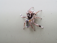 Maratus volans