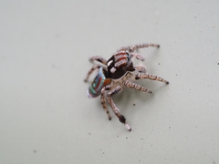 Maratus volans